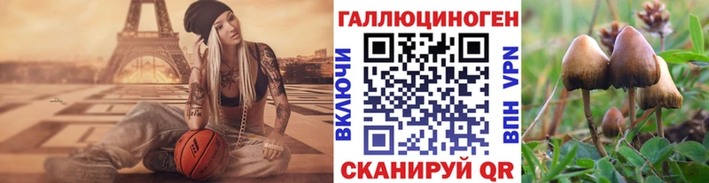 Галлюциногенные грибы Psilocybe Апшеронск